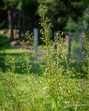 Load image into Gallery viewer, Figwort (Scrophularia nodosa)