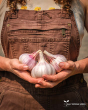 Load image into Gallery viewer, Spanish Roja Seed Garlic Bulbs