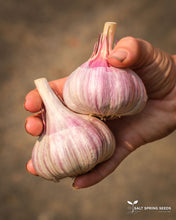 Load image into Gallery viewer, Spanish Roja Seed Garlic Bulbs