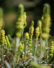Load image into Gallery viewer, Greek Mountain Tea (Sideritis syriaca)