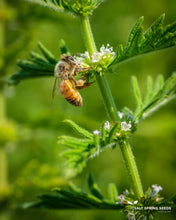 Load image into Gallery viewer, Gypsywort (Lycopus europeans)