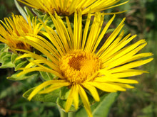 Load image into Gallery viewer, Tincture: Elecampane (Inula helenium Asteraceae) - 50ml