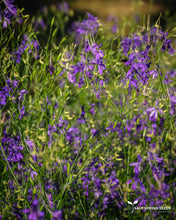 Load image into Gallery viewer, Larkspur Blue Cloud (Consolida regalis)