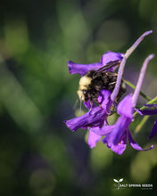 Load image into Gallery viewer, Larkspur Blue Cloud (Consolida regalis)