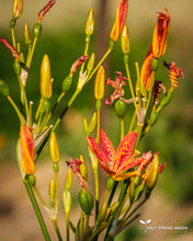 Load image into Gallery viewer, Leopard Lily (Belamcanda chinensis)