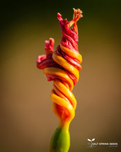 Load image into Gallery viewer, Leopard Lily (Belamcanda chinensis)