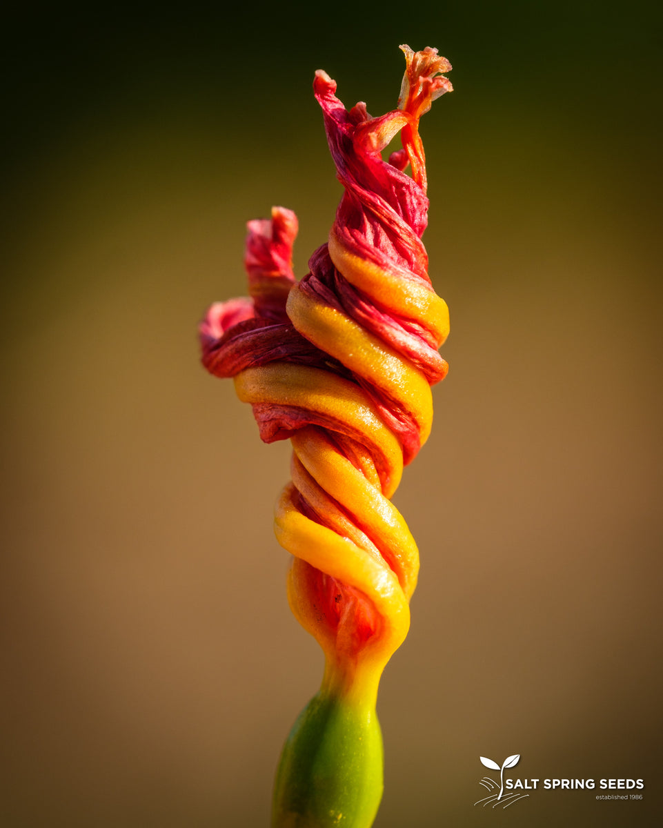 Leopard Lily Seeds - Organic & Heirloom | Canada