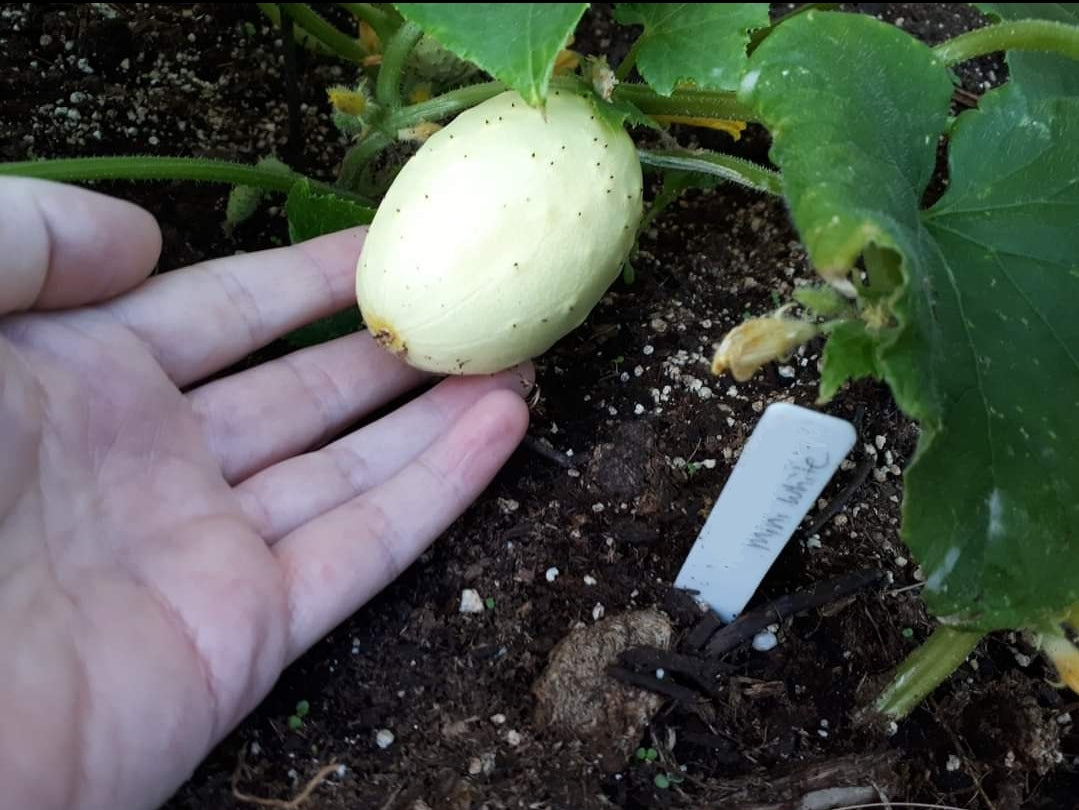 Miniature White (Pickling) Cucumber Seeds - Organic
