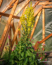 Load image into Gallery viewer, Greek Mullein (Verbascum olympicum)