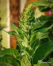 Load image into Gallery viewer, Greek Mullein (Verbascum olympicum)