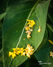 Load image into Gallery viewer, Greek Mullein (Verbascum olympicum)