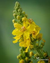 Load image into Gallery viewer, Greek Mullein (Verbascum olympicum)