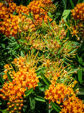 Load image into Gallery viewer, NEW! Tincture: Pleurisy Root (Asclepias tuberosa) - 50ml