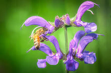Load image into Gallery viewer, NEW! Tincture: Red Sage/Chinese Sage/Danshen (Salvia miltiorrhiza) - 50ml
