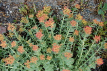 Load image into Gallery viewer, Rhodiola / Roseroot Seeds