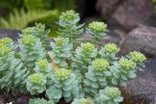 Load image into Gallery viewer, Rhodiola / Roseroot Seeds