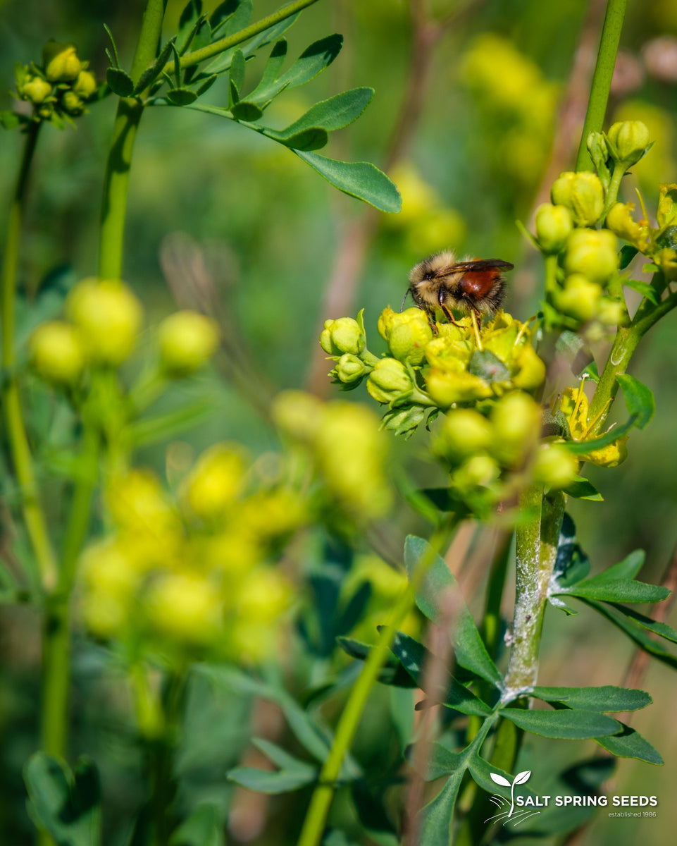 garden rue seeds Rue Seeds, Organic & Heirloom