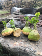 Load image into Gallery viewer, Rutabaga - Nadmorska
