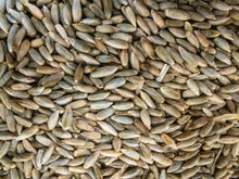 Load image into Gallery viewer, Rye Seeds