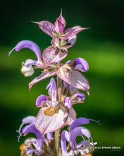Load image into Gallery viewer, Clary Sage (Salvia sclarea)