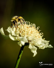 Load image into Gallery viewer, Giant Yellow Scabious