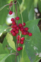 Load image into Gallery viewer, Tincture: Schisandra (Schisandra chinensis) - 50ml