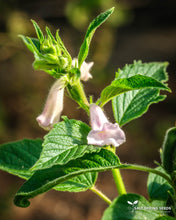 Load image into Gallery viewer, Black Sesame (Sesamum indicum)