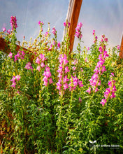 Load image into Gallery viewer, Pink Snapdragon Seeds