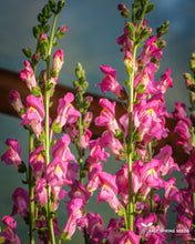 Load image into Gallery viewer, Pink Snapdragon - Antirrhinum majus