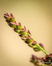 Load image into Gallery viewer, Ba-Ye-Qi Sorghum (Sorghum bicolor)