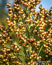 Load image into Gallery viewer, Ba-Ye-Qi Sorghum (Sorghum bicolor)