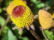 Load image into Gallery viewer, NEW! Tincture: Spilanthes (Acmella oleracea) - 50ml