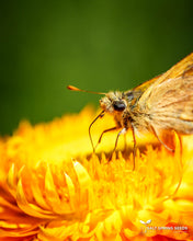 Load image into Gallery viewer, Strawflower Mix Seeds