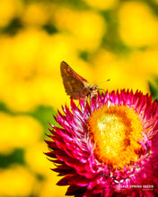 Load image into Gallery viewer, Strawflower Mix Seeds