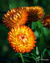 Load image into Gallery viewer, Strawflower Mix (Helichrysum bracteatum)