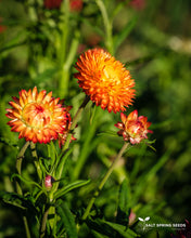 Load image into Gallery viewer, Strawflower Mix (Helichrysum bracteatum)