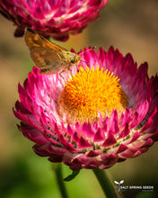 Load image into Gallery viewer, Strawflower Mix (Helichrysum bracteatum)