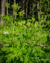 Load image into Gallery viewer, Sweet Cicely (Myrrhis odorata)