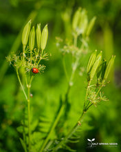 Load image into Gallery viewer, Sweet Cicely (Myrrhis odorata)
