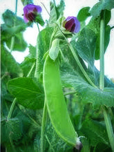 Load image into Gallery viewer, Swiss Giant Snow Pea Seeds
