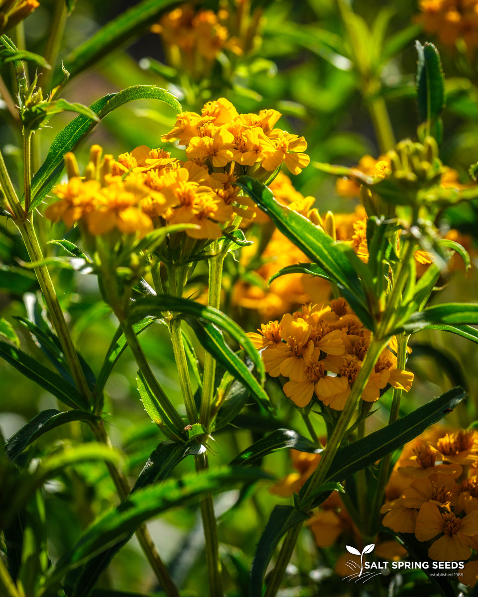 Mexican Tarragon Seeds, Organic & Heirloom