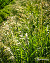 Load image into Gallery viewer, A.L. White Teff (Eragrostis tef.)