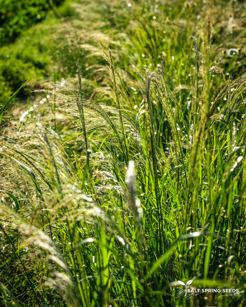 ethiopian teff plant A.L. White Teff Seeds, Organic & Heirloom