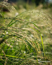 Load image into Gallery viewer, A.L. White Teff (Eragrostis tef.)