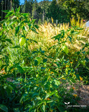 Load image into Gallery viewer, Tomatillo Verde Seeds