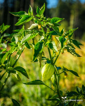 Load image into Gallery viewer, Tomatillo Verde Seeds