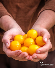 Load image into Gallery viewer, Galina Tomato