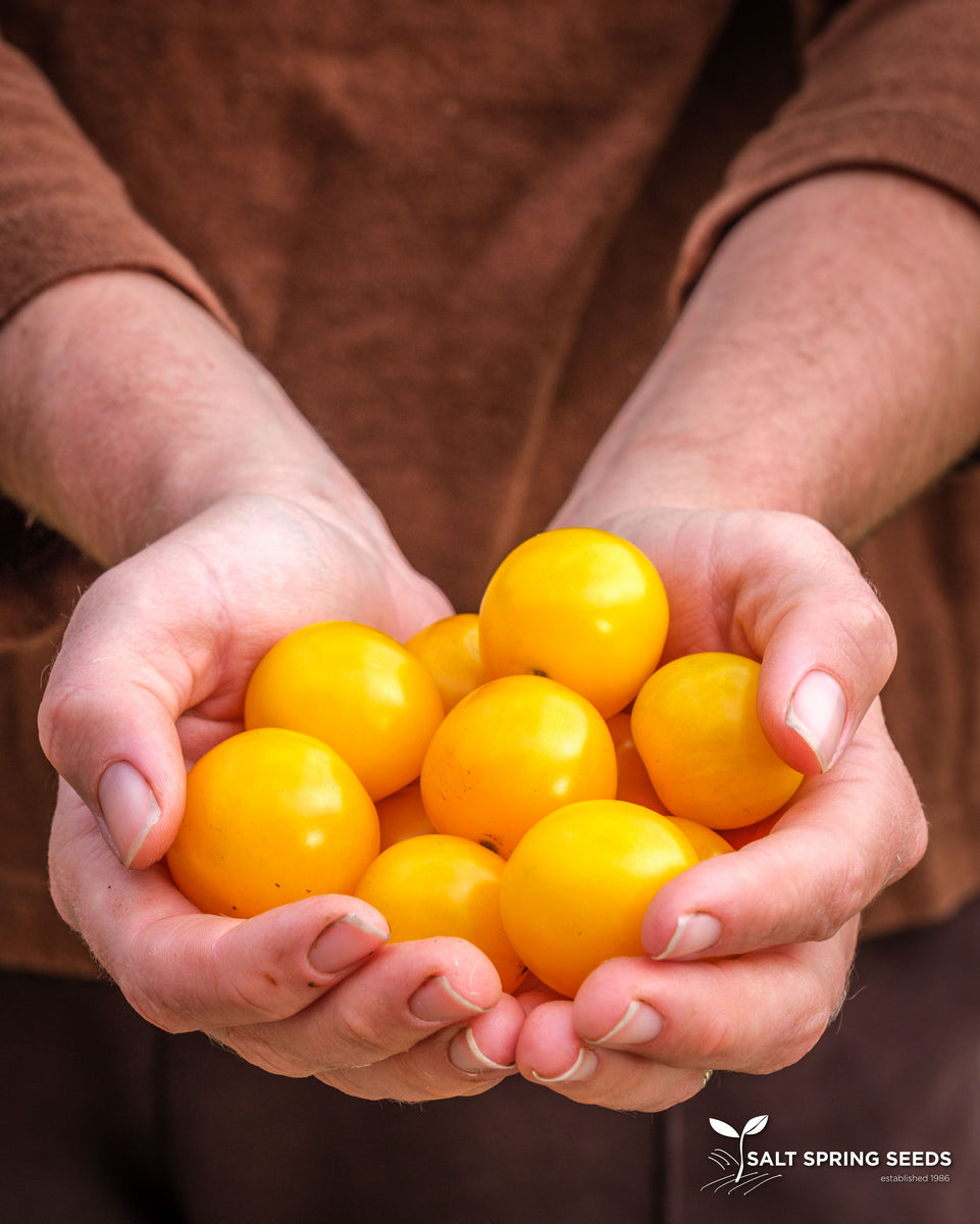 Tomato_Cherry_Galina_4319_1200