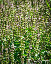 Load image into Gallery viewer, Kapoor Tulsi / Holy Basil (Ocimum africanum)
