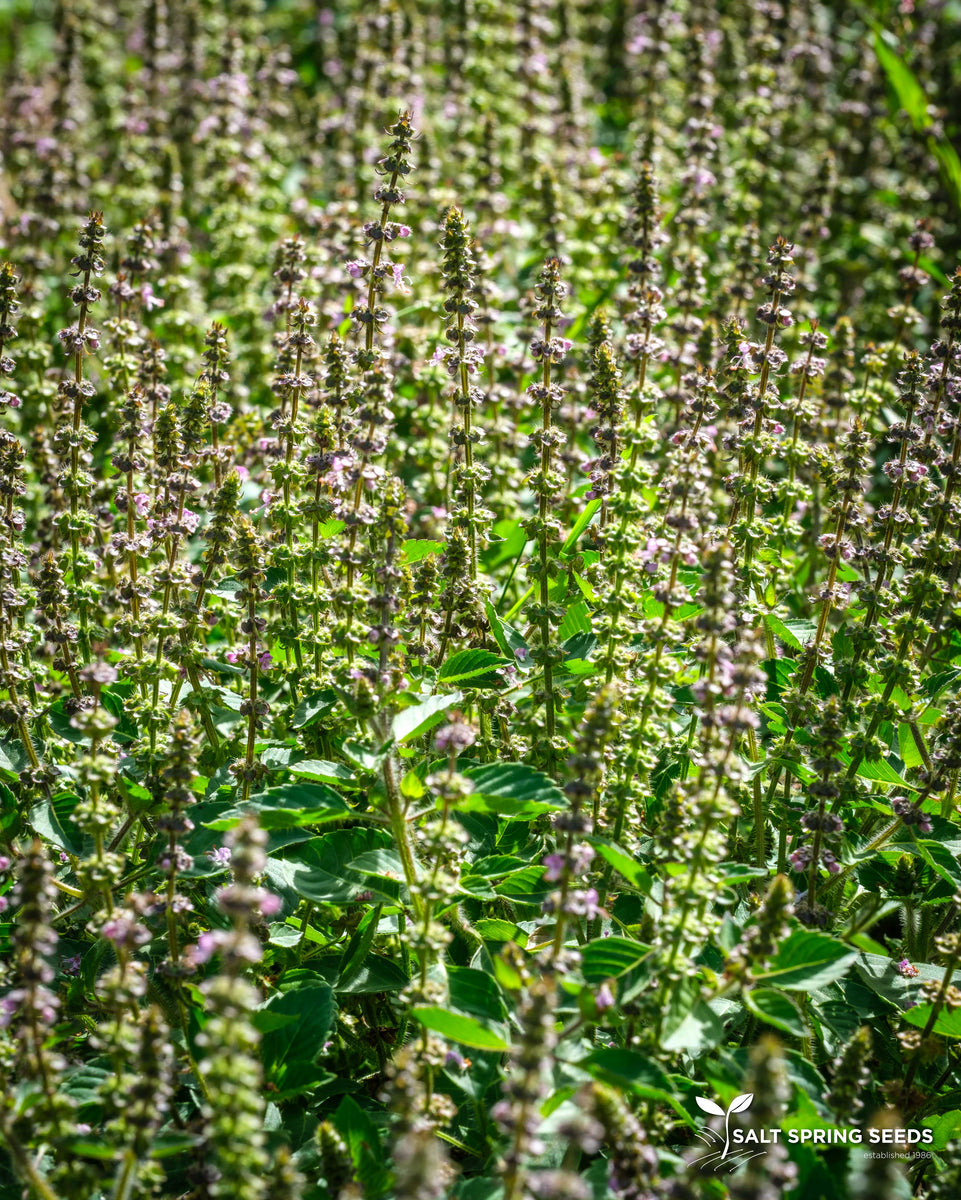 kapoor plant seeds Kapoor Tulsi / Holy Basil Seeds, Organic